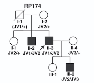 RP174の家系