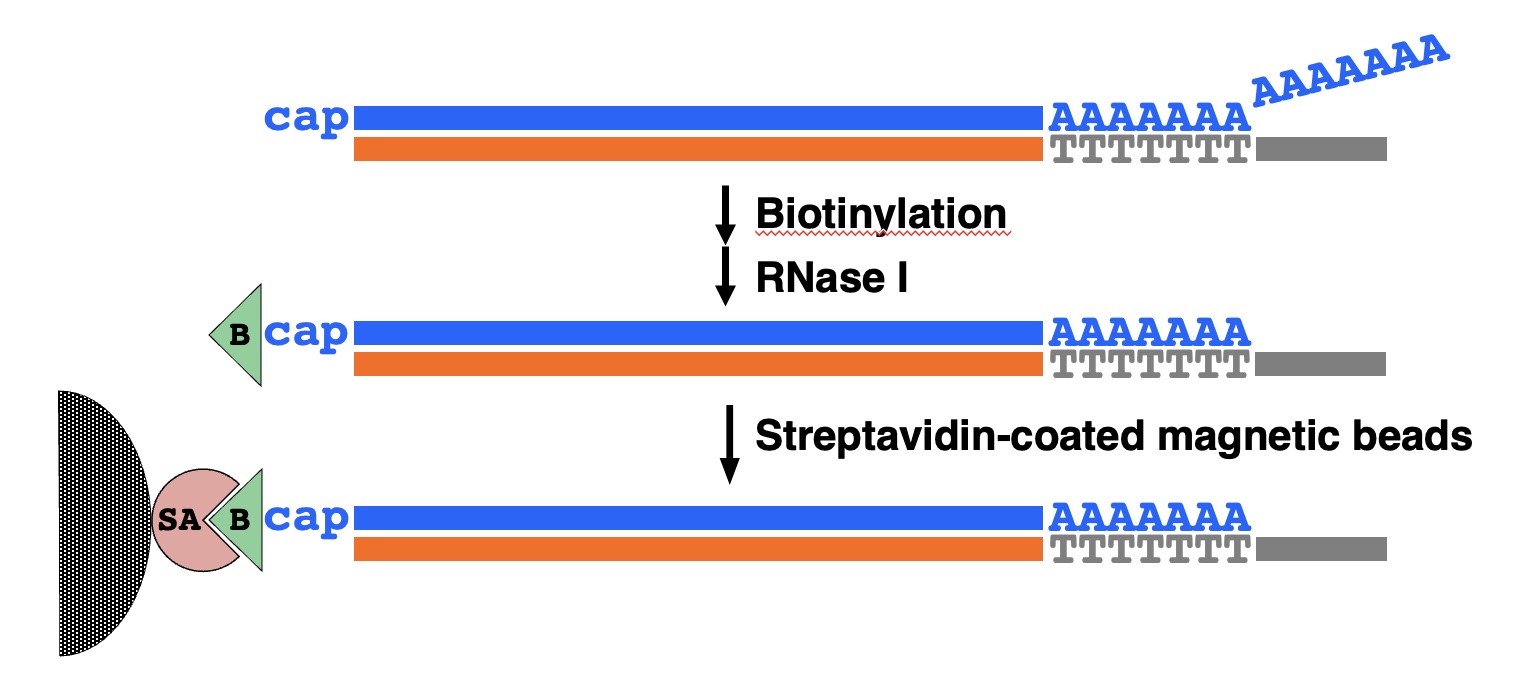 Biotinylation