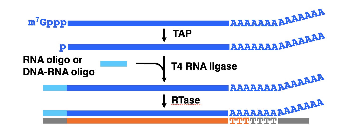 Oligo-capping