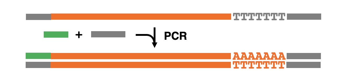 PCR