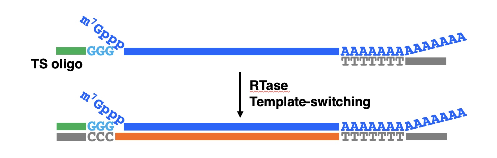 Template-switching