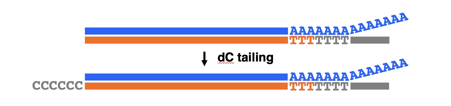 dC-tailing