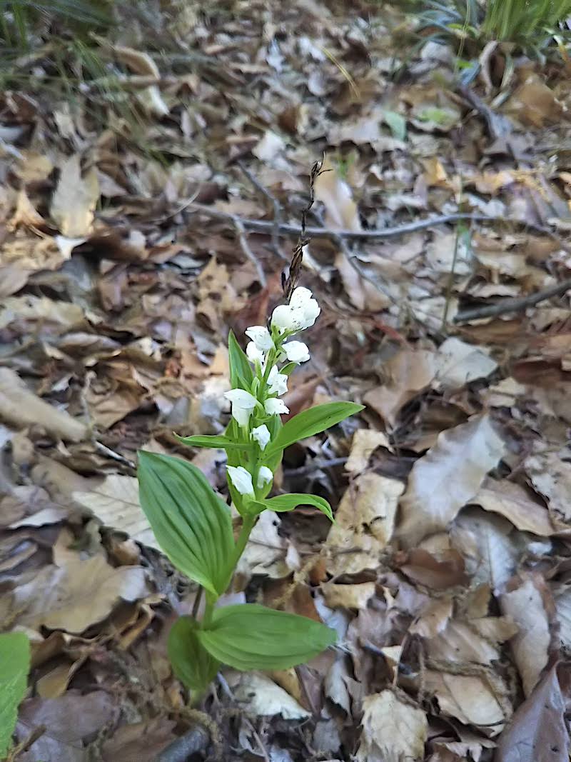 花の数が多いものも