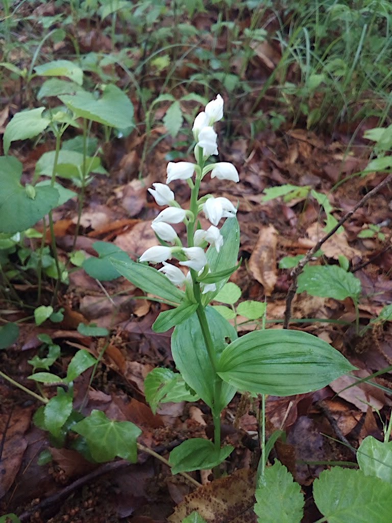 花の数が多い