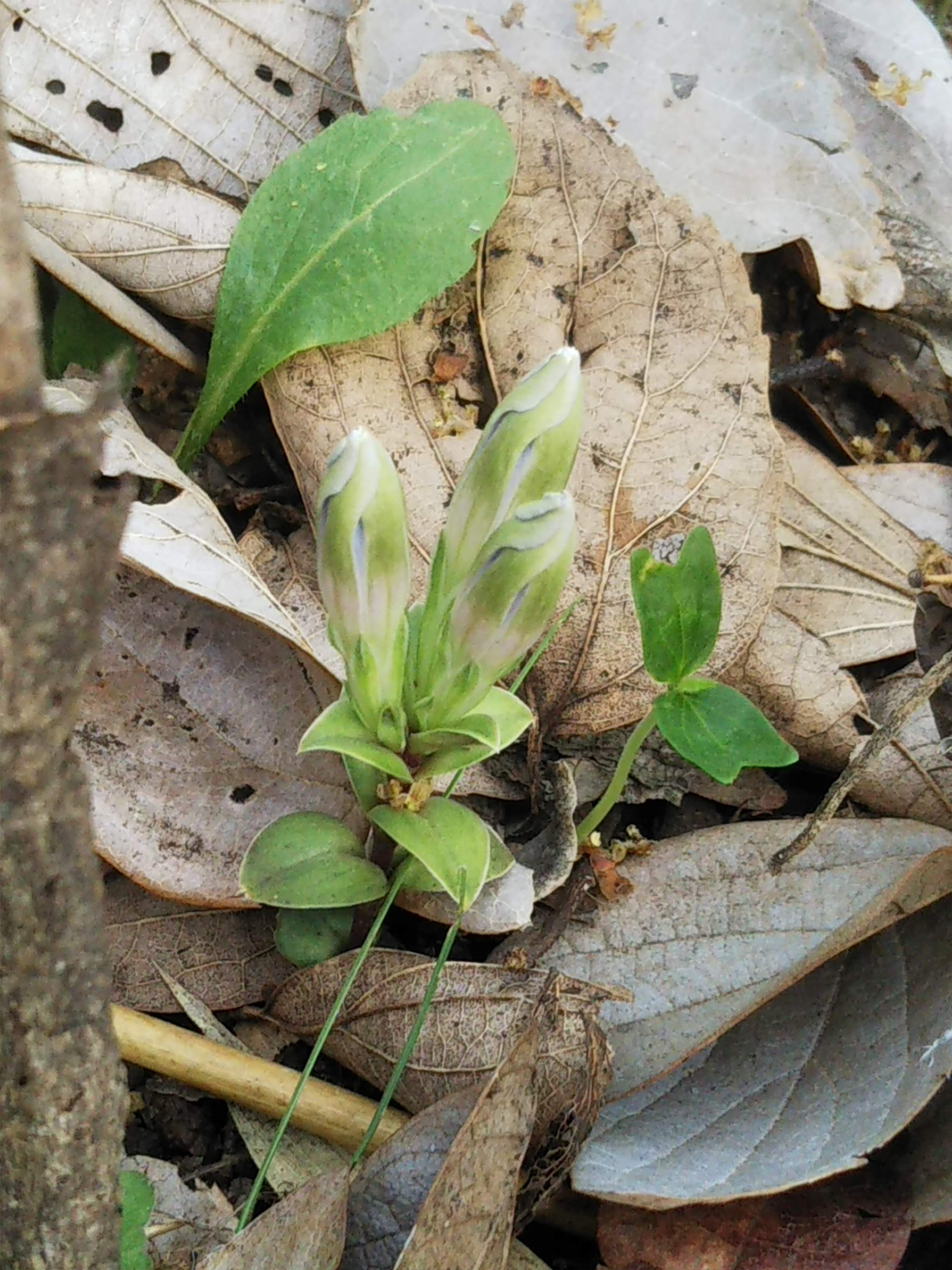 花は閉じている