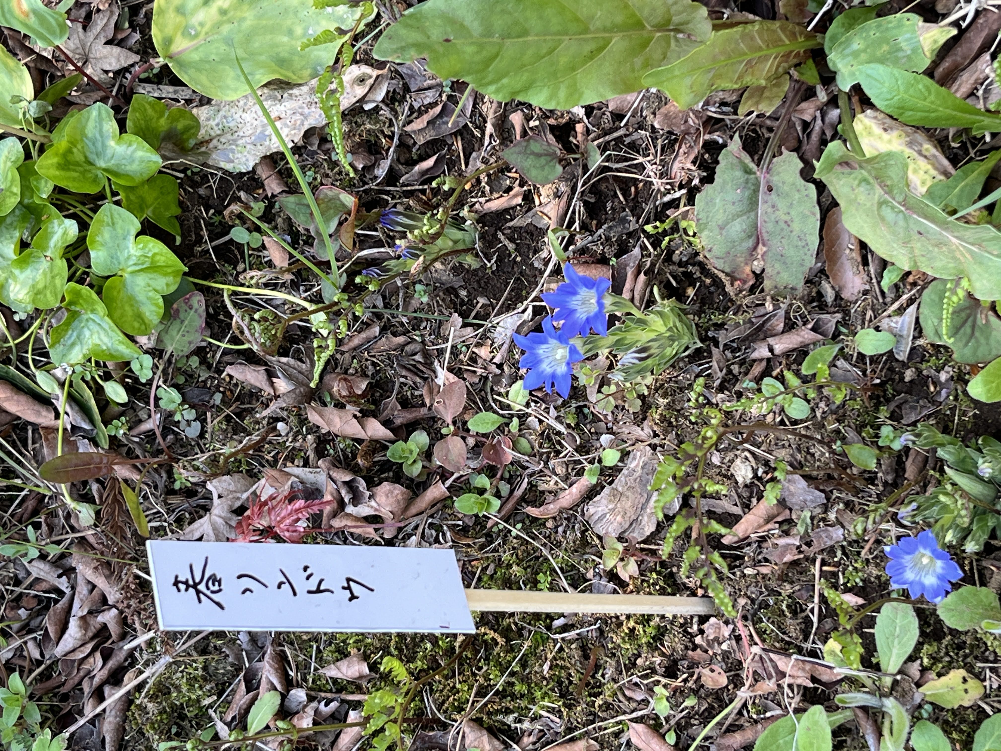 名札が