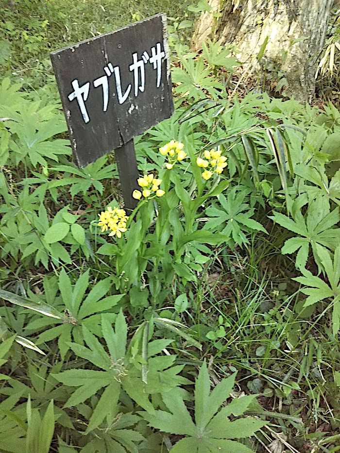 看板に偽りあり