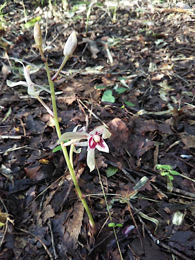 1株に5個の花