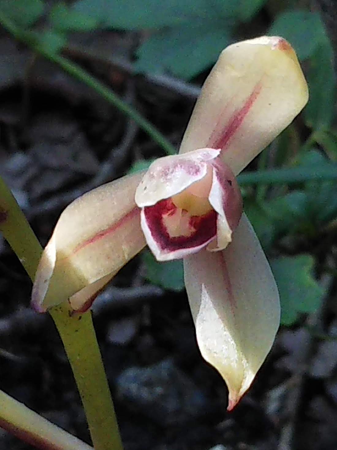 花もがっしり