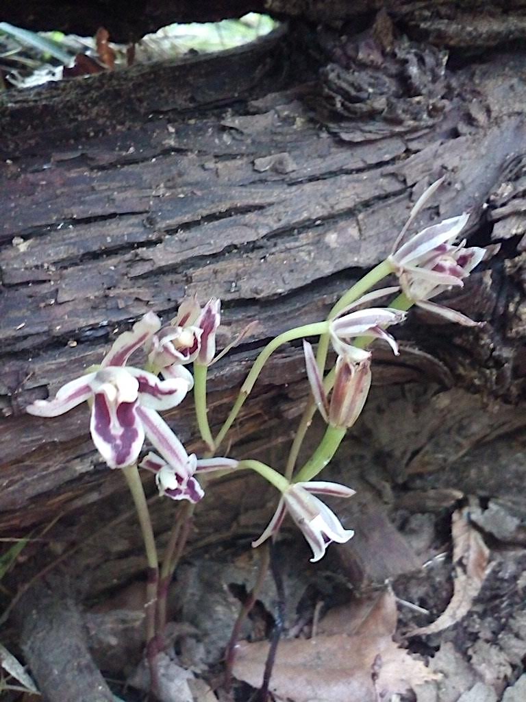 1株から2〜3個の花