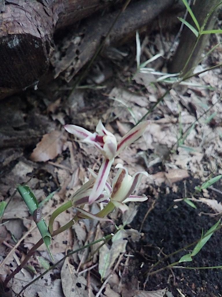 1株から3個の花