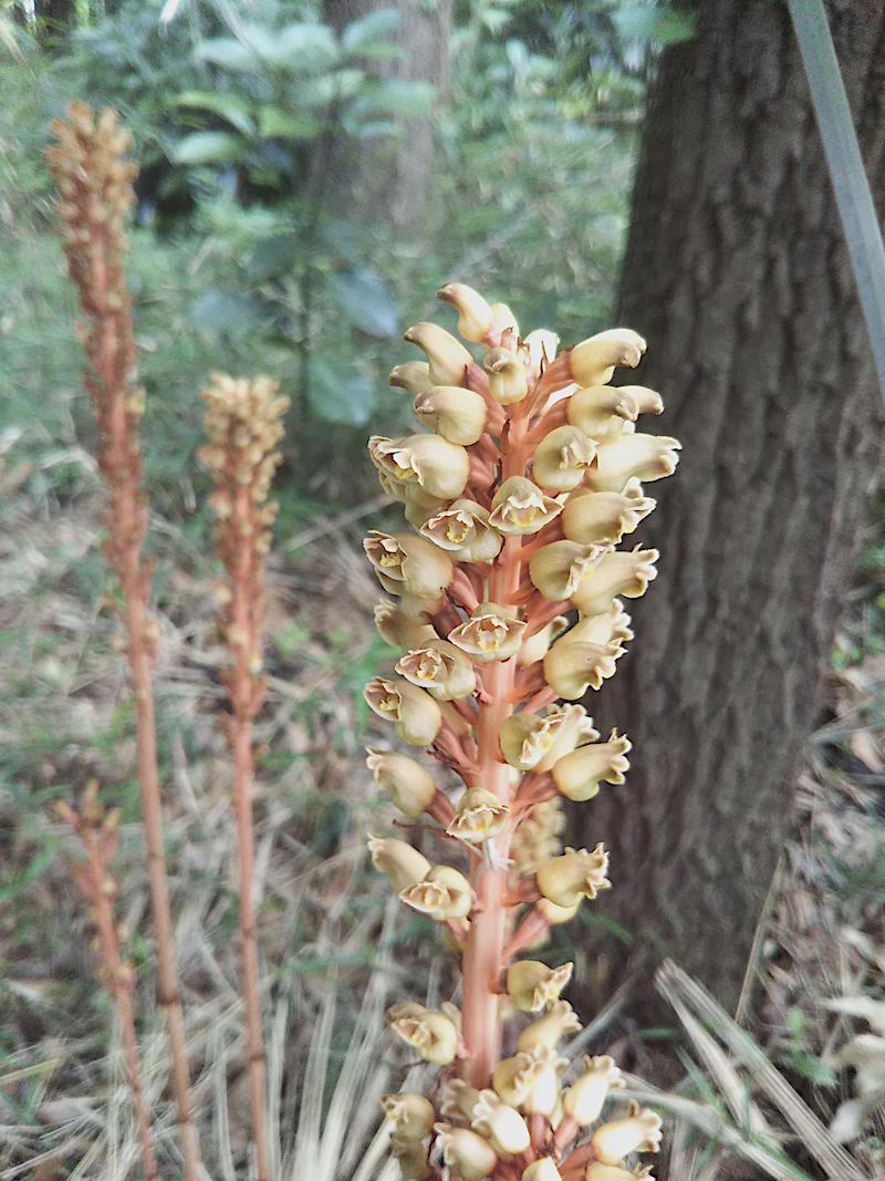 しっかり花をつけています