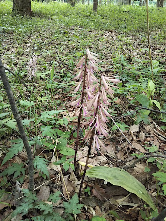 大野台地区にも