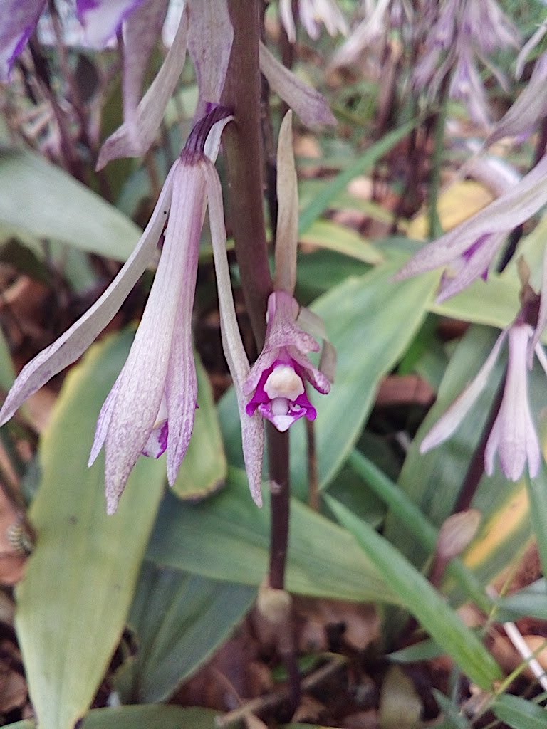 枯葉ではなく実は花