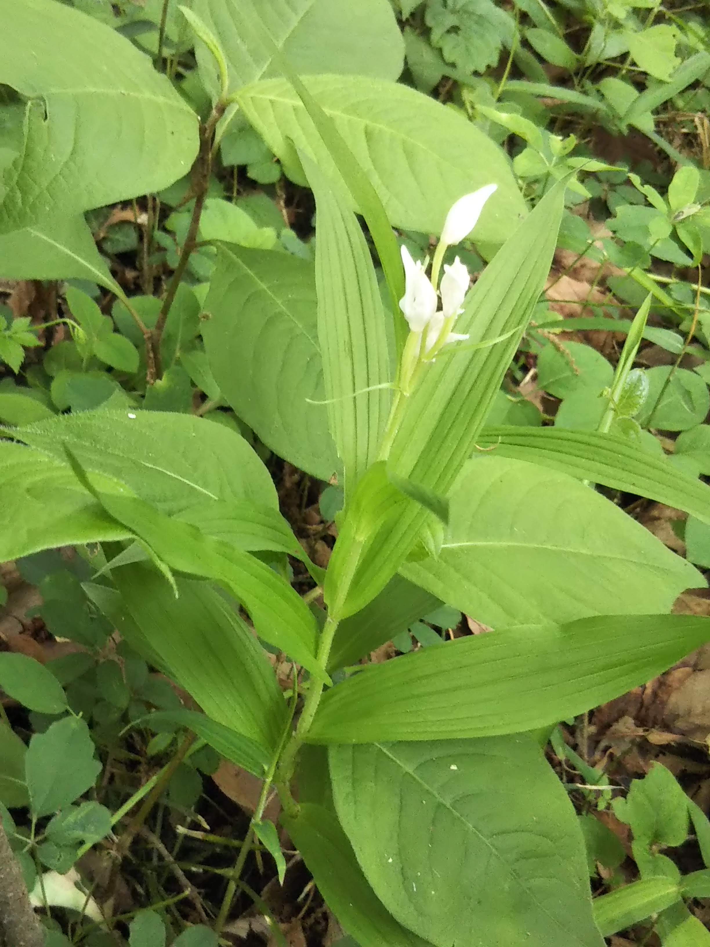 大野台で