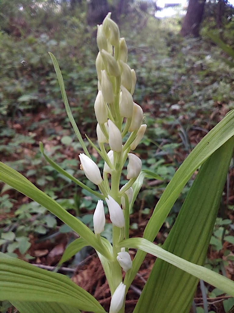 立派な花