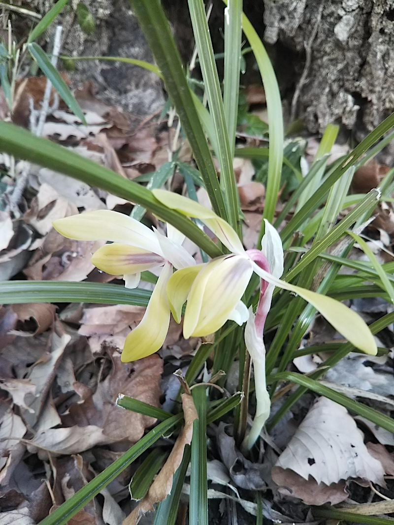 木の根元に