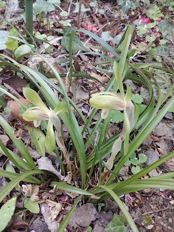 野草園で