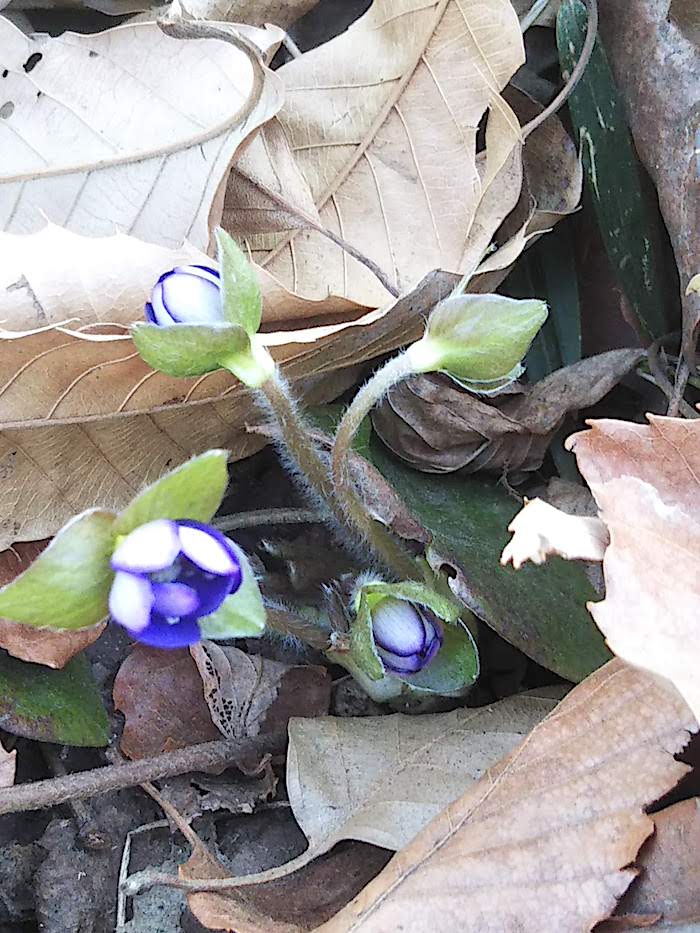 茎に毛
