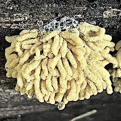 キウツボホコリ