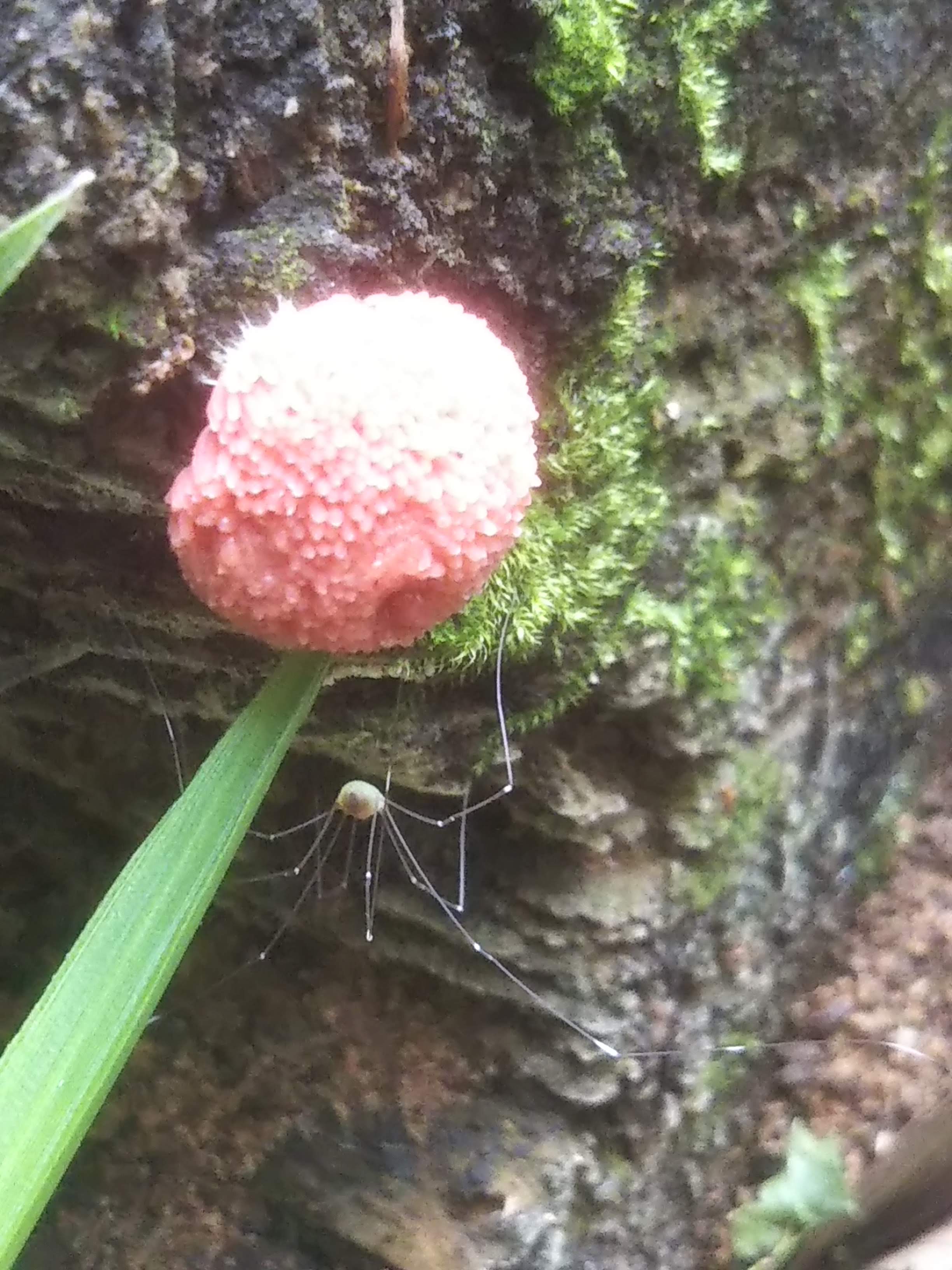 近くにザトウムシの姿が