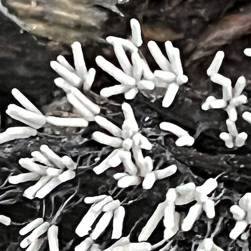 シロウツボホコリ