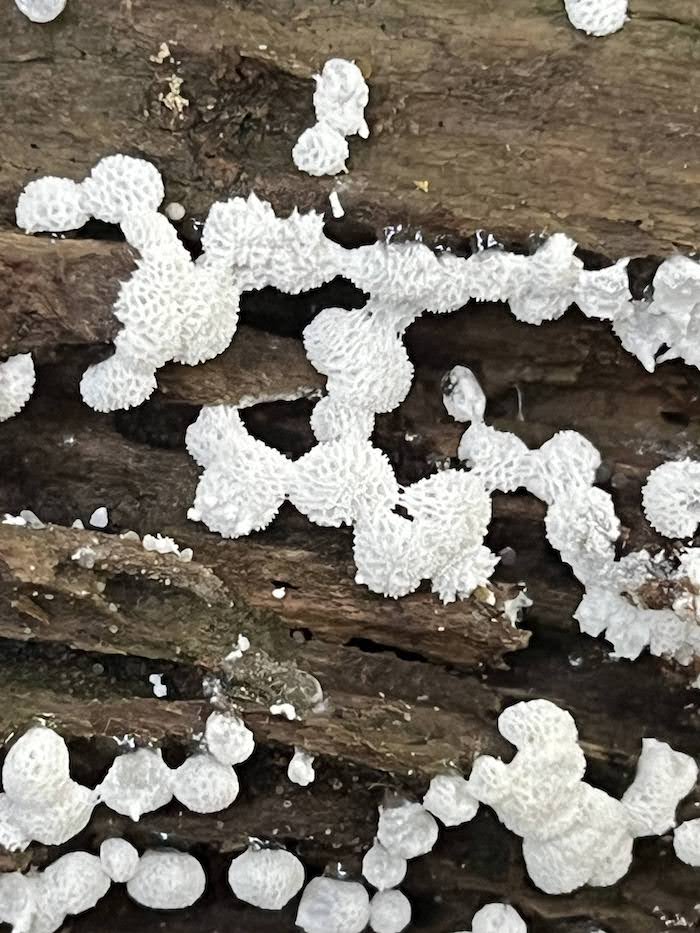 乾燥気味